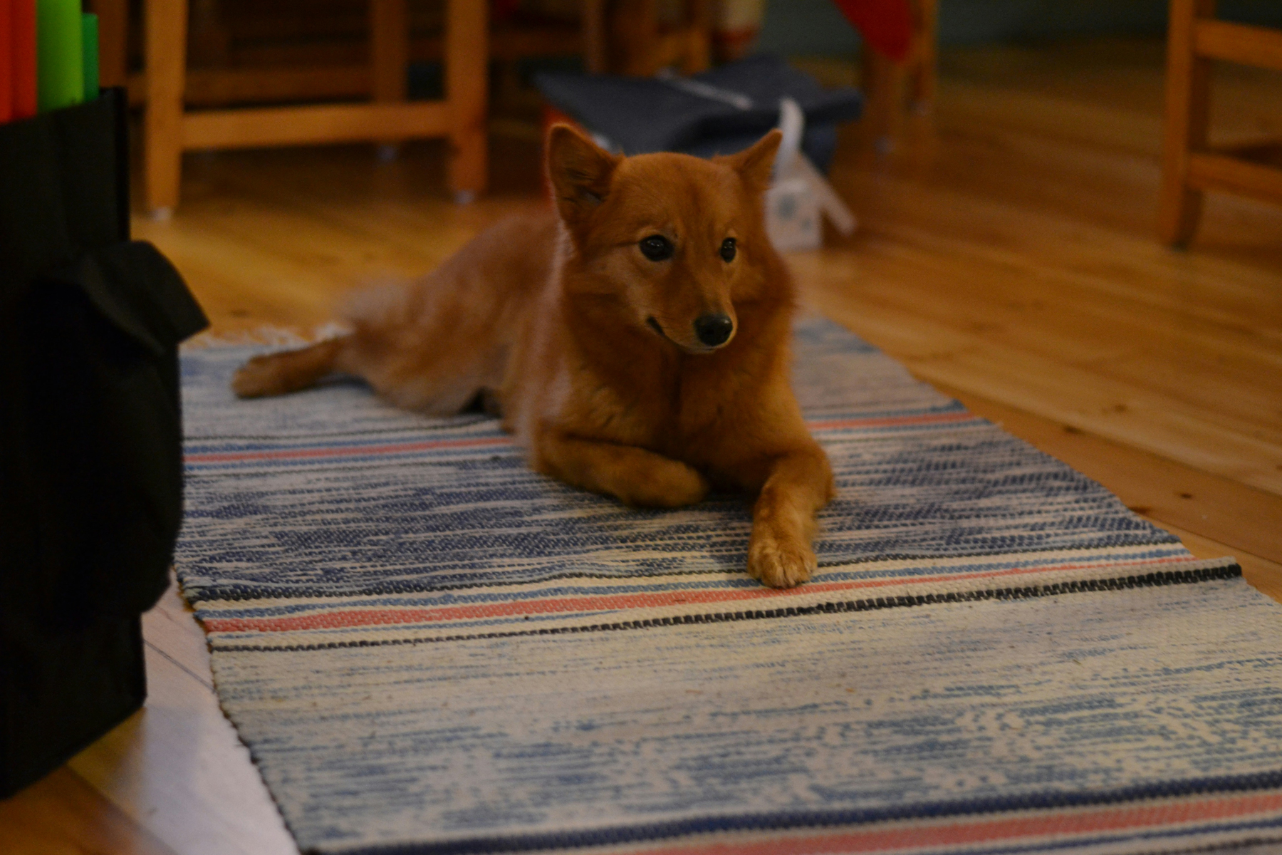 Hund in einem Wohnzimmer