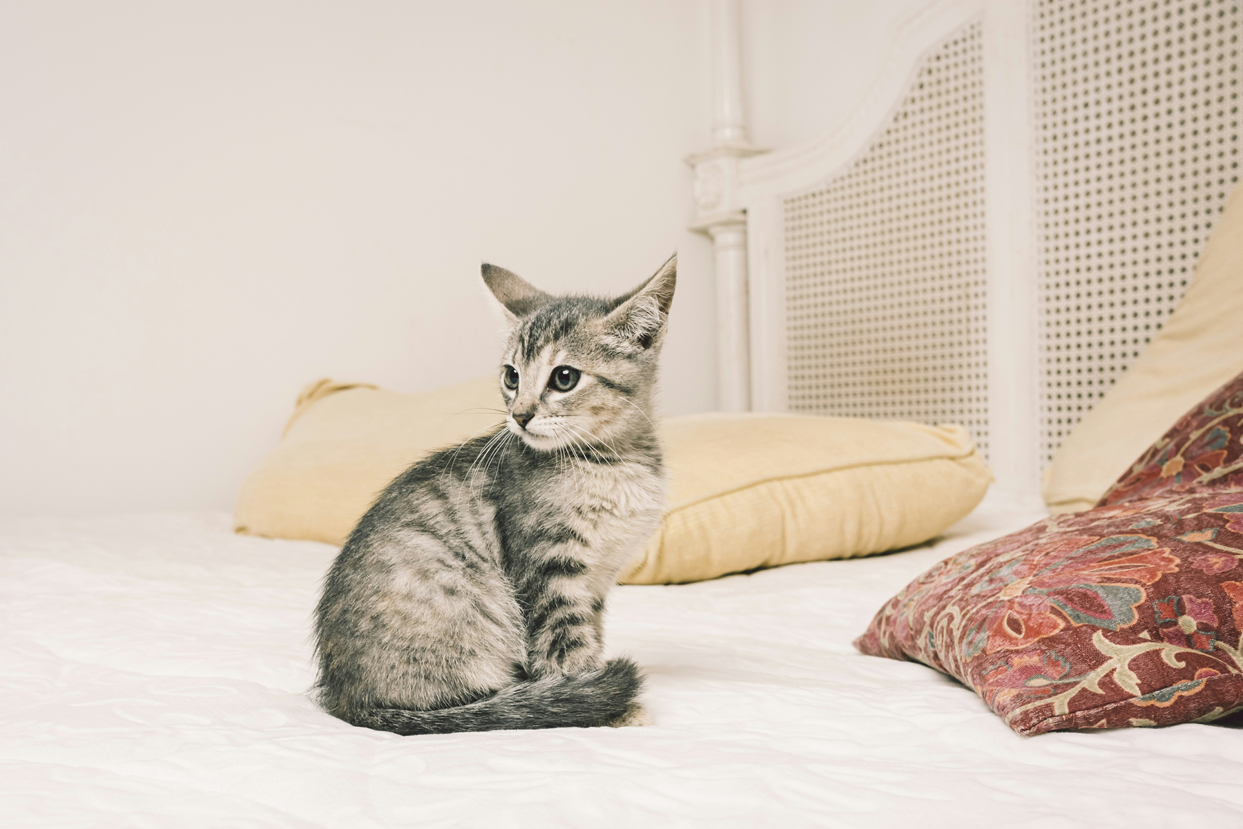 Katze in einem Wohnzimmer