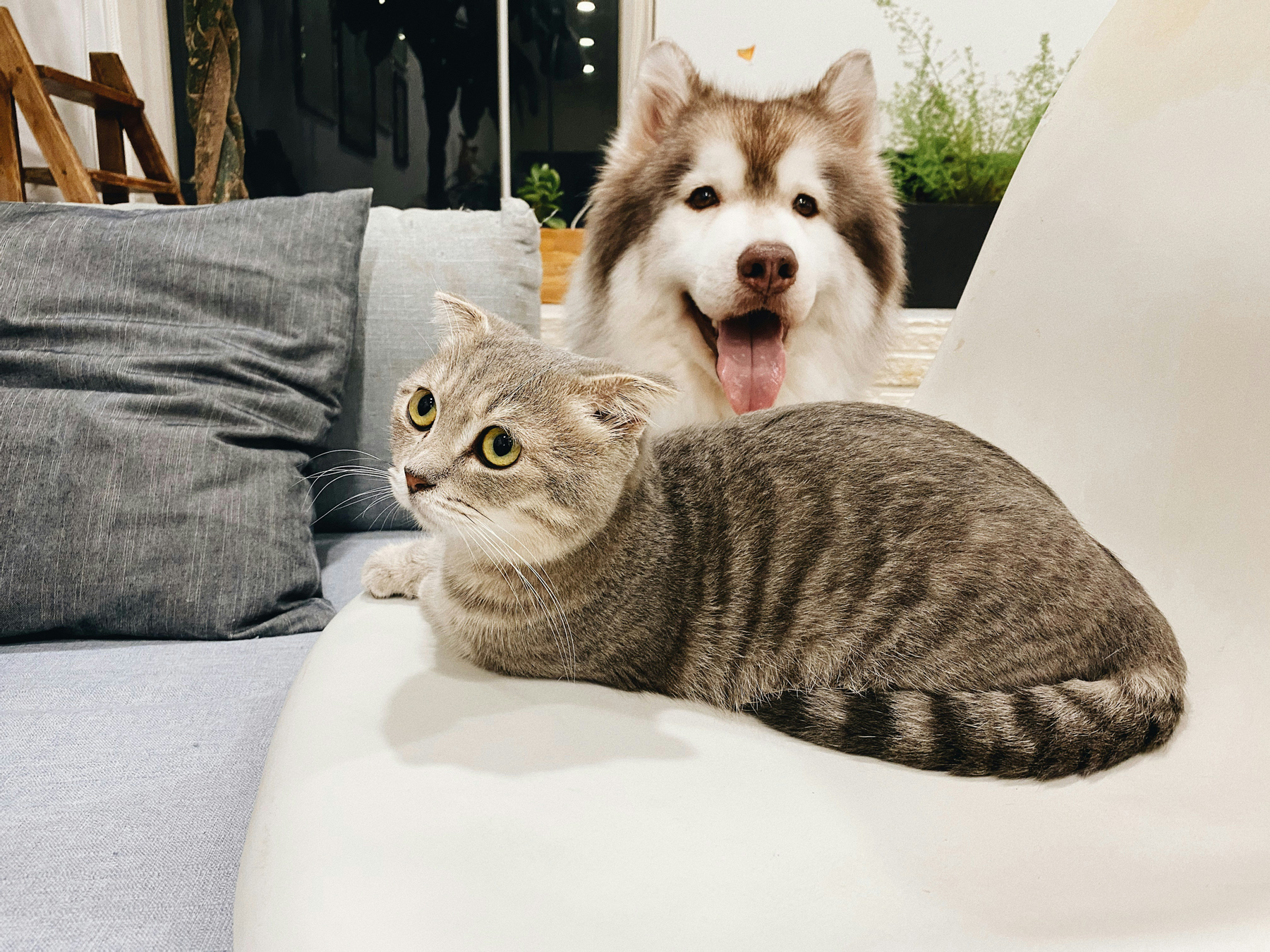 Katze und Hund in einem Wohnzimmer